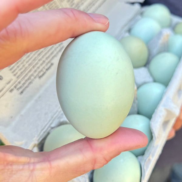 Farm Fresh Eggs (1 Dozen)